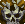 Skull Crusher Skull Crusher